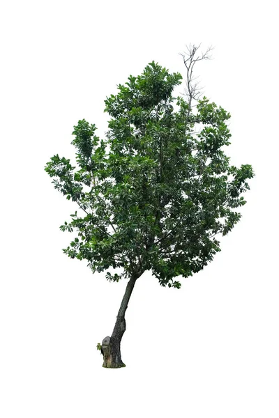 Calophyllum Inophyllum Árvore Isolada Sobre Fundo Branco Com Caminho Recorte — Fotografia de Stock