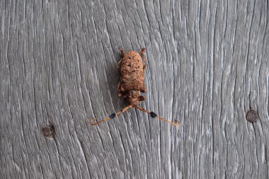 Bilimsel adı Aristobia Freneye Schmitt olan böcek ağaç delmeyi ve yaprakları yiyecek olarak yemeyi sever..