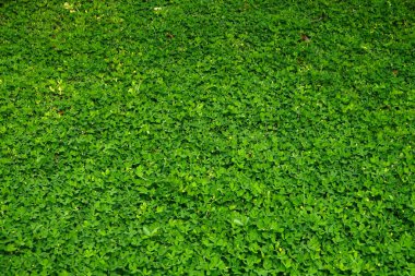 Pinto Peanut bitkisi (Arachis Pintoi Cv. Amarillo) Çim Arkaplanı