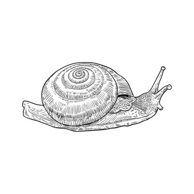 Salyangoz çizimi - el çizimi, siyah beyaz çizim