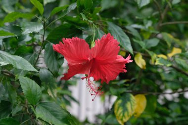 Bahçedeki Red Hibiscus çiçeği. Çiçek tıbbi bir bitkidir. Doğu Asya 'ya özgü bir amber çiçeği..