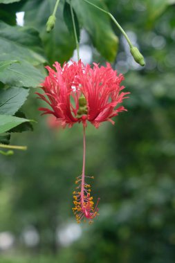 Örümcek Hibiscus (Hibiscus şizofetalus) Kenya 'daki tropikal doğu Afrika' ya çiçek bitkisi.