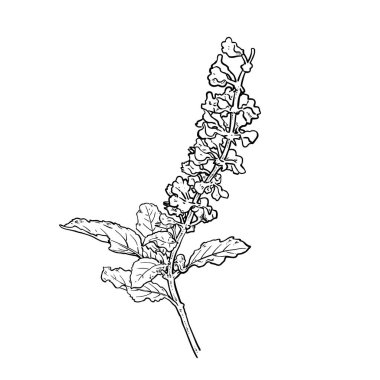 Tayland fesleğeni El baharatlı Tayland fesleğeninin eskiz yapraklarını çizdi. Tıbbi ve aromatik bitki, vektör illüstrasyonu