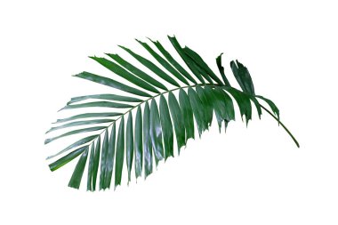 Tropik yeşil palmiye yaprağı, kırpma yolu ile beyaz zemin üzerinde izole.