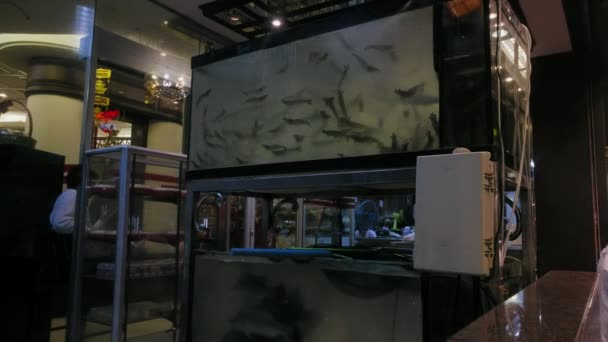 Große Garnelen Aquarium Während Des Nachtmarktes Der Yaowarat Road Der — Stockvideo