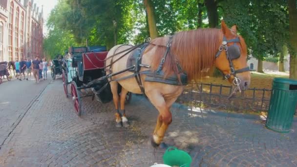 Koets Brugge Oude Binnenstad Van Stad Wachten Klanten — Stockvideo