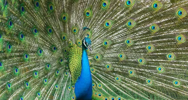 Manliga Påfågel Sprida Sina Underbara Svans Fjädrar — Stockfoto