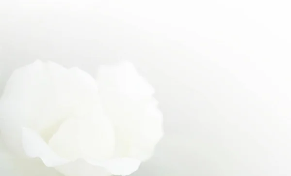 Λευκή Μαλακή Εστίαση Ροζ Φόντο Defocused Θαμπάδα Αυξήθηκε Πέταλα Αφηρημένη — Φωτογραφία Αρχείου