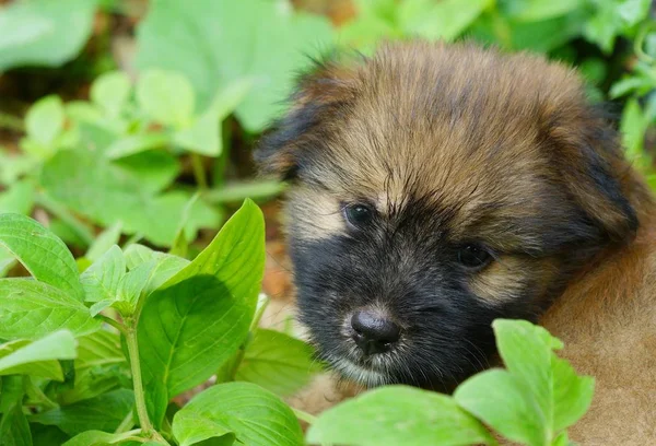 Chiot Brun Race Mixte Jouant Dans Jardin Vert — Photo