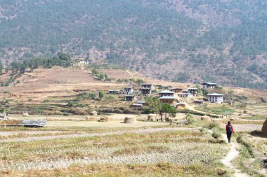 Posta yoluyla yürüyen turist pirinç alan başlığını Chimi Lakhang veya Lhakhang, melodi Tapınağı, Punakha District, Bhutan Budist manastır için hasat