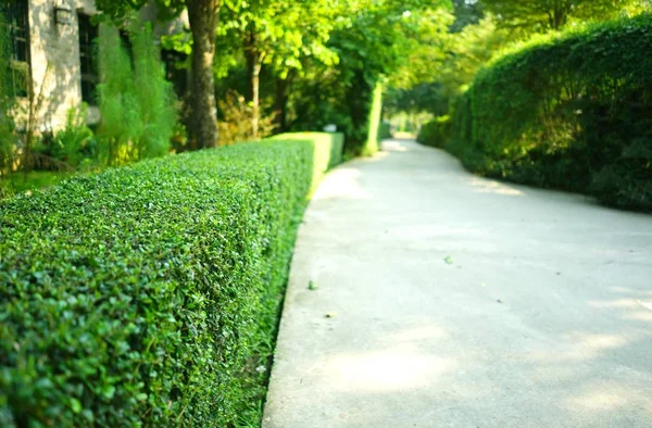 Parkta yeşil budanmış çalı olan kıvrımlı beton patika