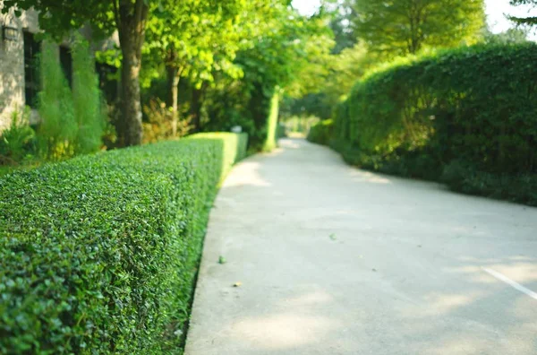 Parkta yeşil budanmış çalı olan kıvrımlı beton patika