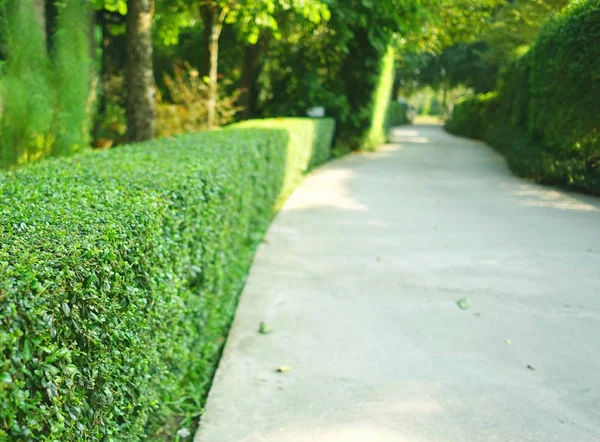 Caminho Concreto Curva Com Sebe Arbusto Aparado Verde Parque Fotos De Bancos De Imagens Sem Royalties