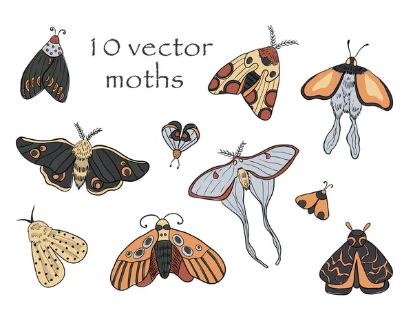 Vektor Motten Auf Weißem Isoliertem Hintergrund — Stockvektor