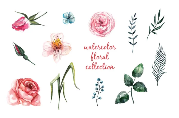 Vacker Akvarell Blommor Och Växter Vit Isolerade Bakgrund — Stockfoto