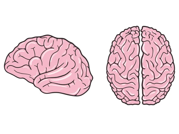 Ανθρώπινου Εγκεφάλου Άσπρο Φόντο Θέα Από Ψηλά Και Προφίλ Εικονογράφηση — Διανυσματικό Αρχείο