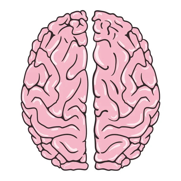 Menschliches Gehirn Auf Weißem Hintergrund Blick Von Oben Vektorillustration — Stockvektor