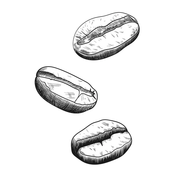 コーヒー豆の手ドローイング デッサン ベクトル図 — ストックベクタ