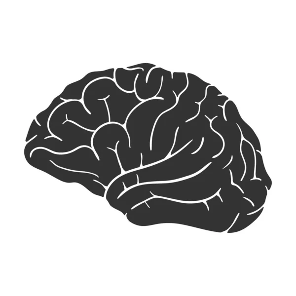 Menschliches Gehirn Symbol Isoliert Auf Weißem Hintergrund Vektorillustration — Stockvektor
