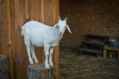 kalem parlak genç keçi