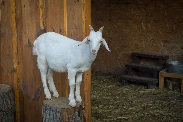 Cabras Jovens Brilhantes Caneta — Fotografia de Stock