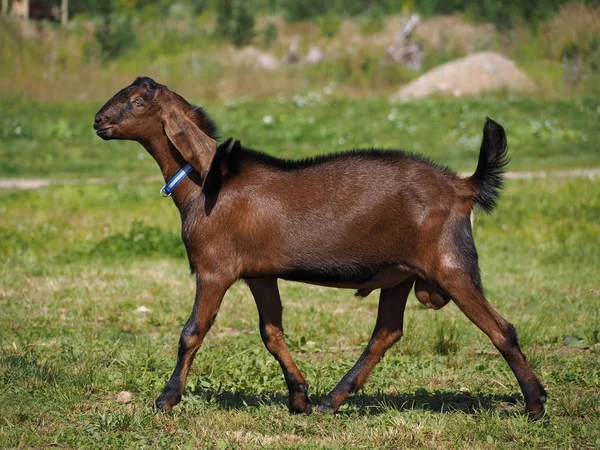 Unga Nubian Get Promenader Ängen Hagen — Stockfoto