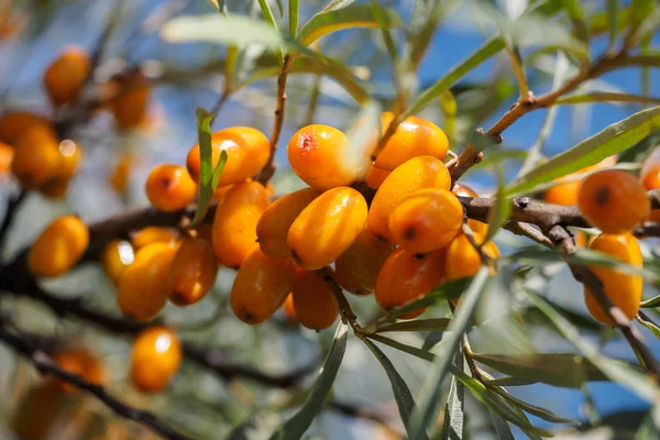 the fruits of ripe sea buckthorn berries on a tree branch