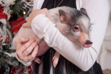 Noel ağacı arka plan üzerinde kız elinde küçük pembe domuz oyuncaklar ile dekore edilmiştir.