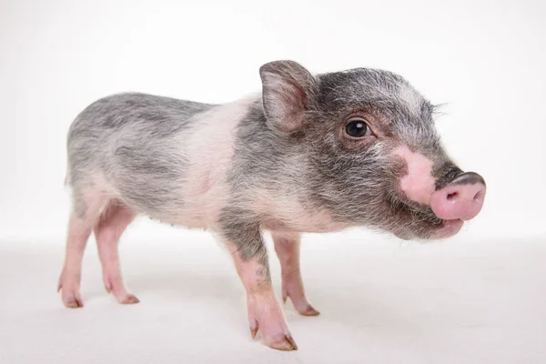 Cerdo Rosa Está Suelo Estudio Sobre Fondo Blanco — Foto de Stock