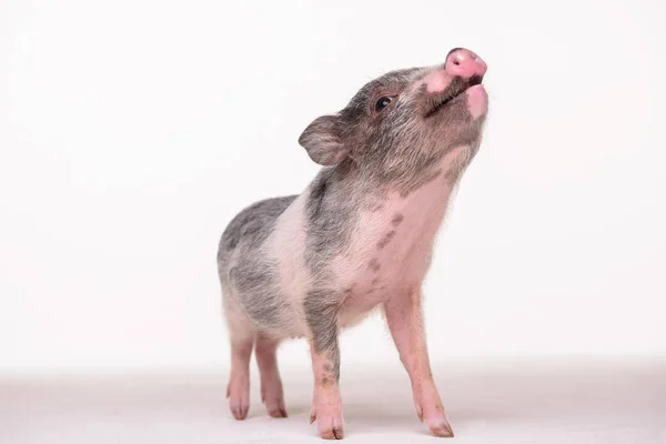Cerdo Rosa Está Suelo Estudio Sobre Fondo Blanco — Foto de Stock