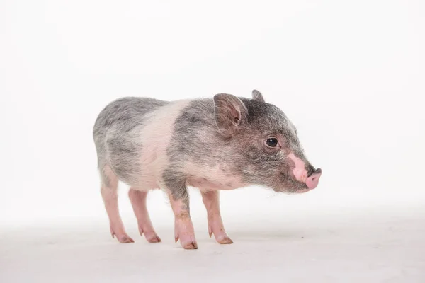 Cerdo Rosa Está Suelo Estudio Sobre Fondo Blanco — Foto de Stock