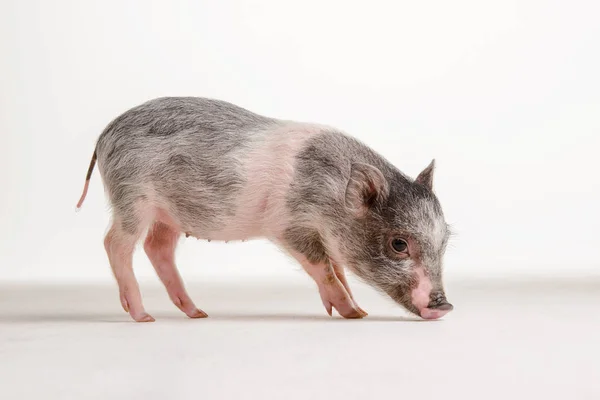 Cerdo Rosa Está Suelo Estudio Sobre Fondo Blanco — Foto de Stock