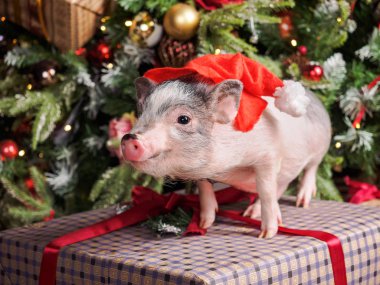 küçük bir domuz kafasında Noel kapaklı oyuncaklar ile giyinmiş bir Noel ağacının arka planda bir hediye kutusu üzerinde duruyor