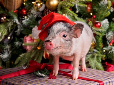 küçük bir domuz kafasında Noel kapaklı oyuncaklar ile giyinmiş bir Noel ağacının arka planda bir hediye kutusu üzerinde duruyor