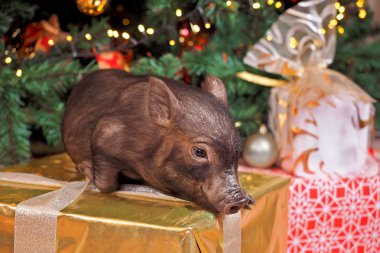 bir Noel ağacı oyuncaklar ve çelenk ile dekore edilmiş arka plan üzerinde beyaz bir kurdele ile bir hediye kutusu üzerinde küçük kahverengi domuz yatıyor