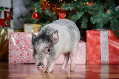 küçük pembe domuz hediye kutuları şeritler ve oyuncaklar ve çelenk ile dekore edilmiş bir Noel ağacı önünde duruyor