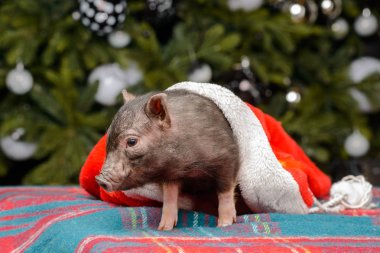 kırmızı çanta dekore edilmiş Noel ağacının altında yatan Noel Baba'nın küçük kahverengi domuz çıkan