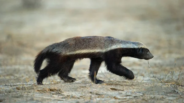 Honey Badger Mellivora Capensis Kgalagadi Transborder Park África Sul — Fotografia de Stock