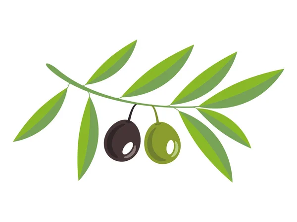 Olive Branch Green Olives White Background Isolated — Stock Vector