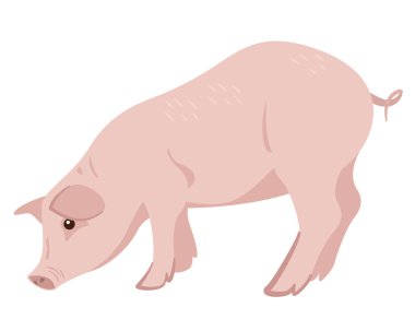 Sevimli güzel domuz resmi