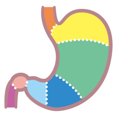 Midesinin bir kısmı: duodenum, yemek borusu, sfinkter ve vücut. İnsan anatomisi. Tıbbi ve eğitimsel kullanım için düz çizim. Yapının ayrıntılı diyagramı midenin içinden.