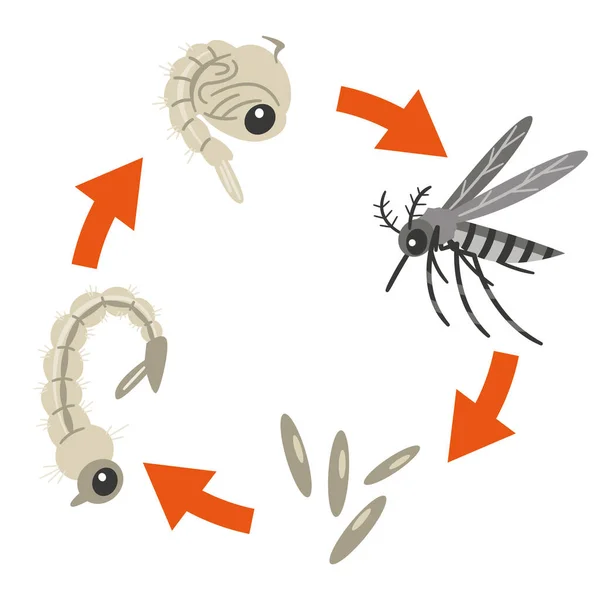 Иллюстрация Показывающая Жизненный Цикл Комара — стоковый вектор
