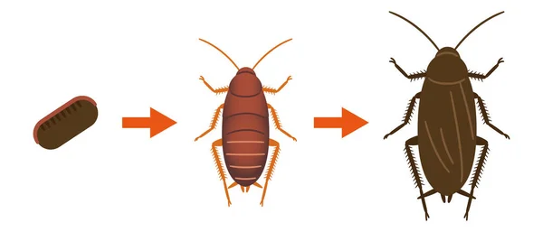 Diagrama Que Muestra Ciclo Vida Ilustración Cucarachas — Archivo Imágenes Vectoriales