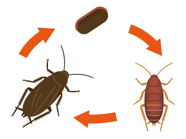 Csótányillusztráció Életciklusát Bemutató Ábra — Stock Vector