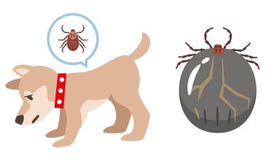 Köpekler kan emdikten sonra kene ve kene ile istila edildi.