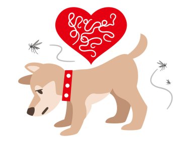 Kalp solucanı bulaşmış bir köpeğin tasviri.