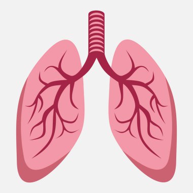 Beyaz arkaplanda insan akciğer vektör simgesi izole