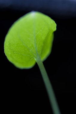 Siyah arka planda narin yaprak yeşil