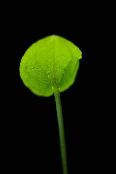 Зеленый Тонкий Лист Черном Фоне — стоковое фото