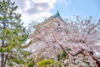 Wakayama Şatosu, kiraz çiçekleriyle tepenin üstünde duruyor.